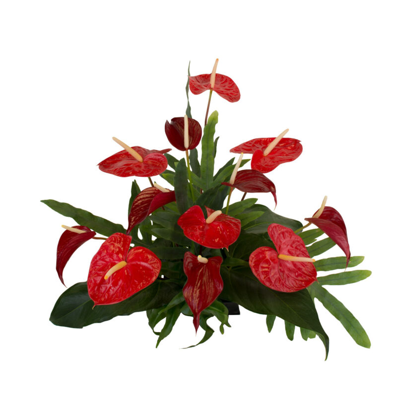 12 Medium Red Anthurium Assortment