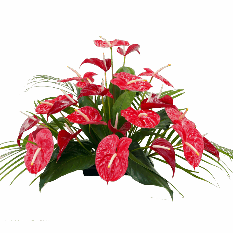 24 Large Red Anthurium Assortment