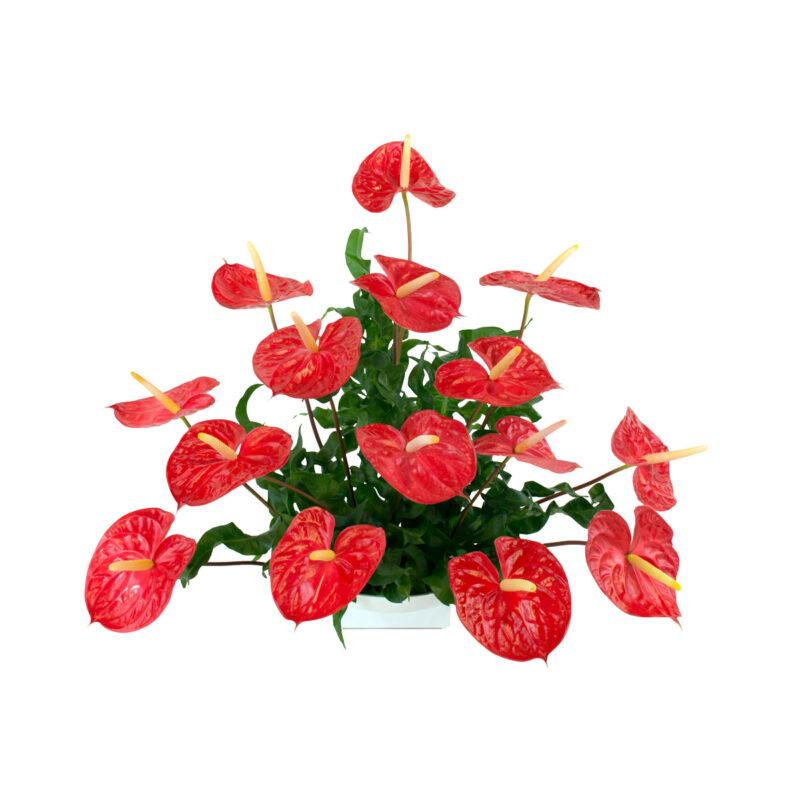 15 Design (Mini) Red Anthurium